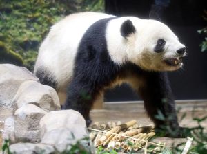 Ternyata Panda Tidak Selalu Jinak, Ini 3 Alasan Mengapa Manusia Perlu Waspada