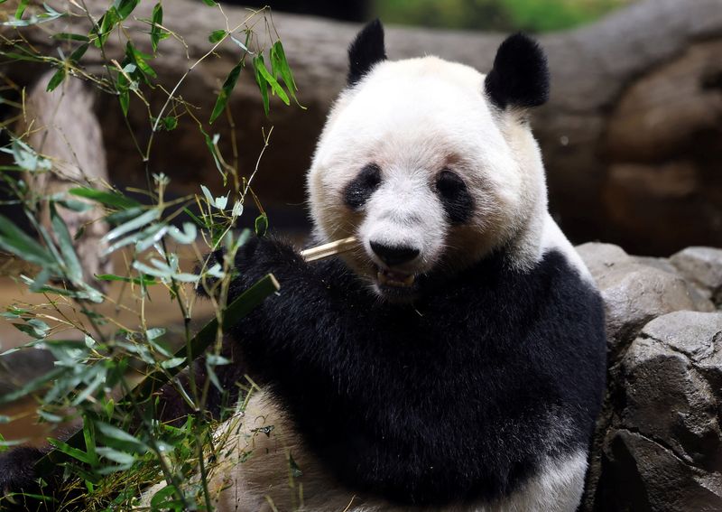 FILE PHOTO: Visitors flock to see four-year-old female giant panda Lei Lei at Ueno Zoo during the last viewing day before the planned return of twin giant pandas Xiao Xiao and Lei Lei to China, in Tokyo, Japan, January 25, 2026. REUTERS/Issei Kato/File Photo