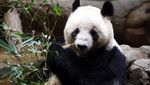Momen Warga Jepang Berpamitan dengan Panda Raksasa Terakhir
