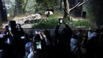 Momen Warga Jepang Berpamitan dengan Panda Raksasa Terakhir