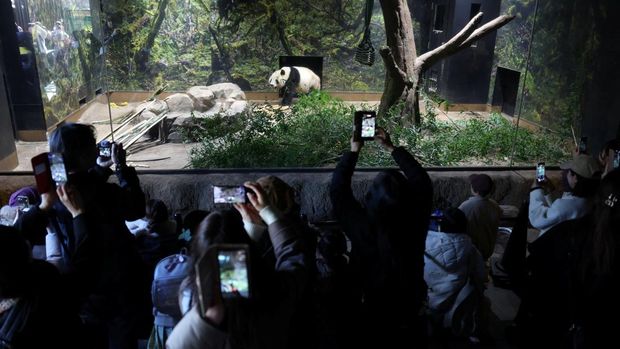 FILE PHOTO: Visitors flock to see four-year-old female giant panda Lei Lei at Ueno Zoo during the last viewing day before the planned return of twin giant pandas Xiao Xiao and Lei Lei to China, in Tokyo, Japan, January 25, 2026. REUTERS/Issei Kato/File Photo