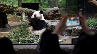 Momen Warga Jepang Berpamitan dengan Panda Raksasa Terakhir