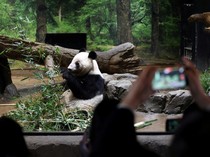 Momen Warga Jepang Berpamitan dengan Panda Raksasa Terakhir