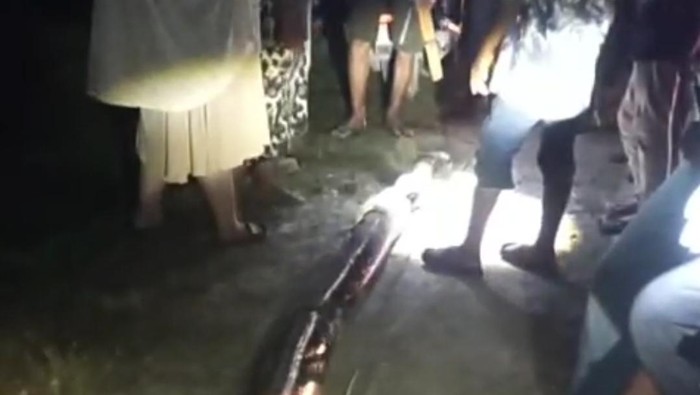 Wanita di Maros Digigit-Dililit Ular Piton 8 Meter hingga Nyaris Tewas