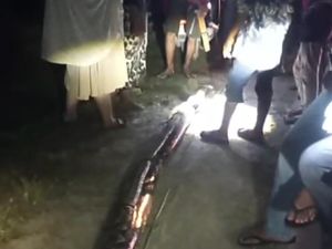 Wanita di Maros Digigit-Dililit Ular Piton 8 Meter hingga Nyaris Tewas