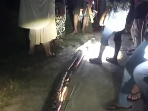 Wanita di Maros Digigit-Dililit Ular Piton 8 Meter hingga Nyaris Tewas