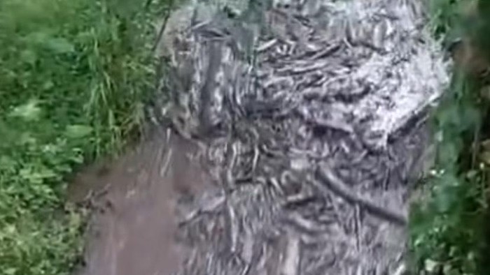 Walhi Soroti Banjir Bawa Gelondongan Kayu di Pemalang: Indikasi Deforestasi