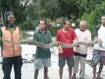 Dikira Helm Jatuh, Ternyata Sanca 3 Meter Lagi Lilit Bebek di Baran Klaten