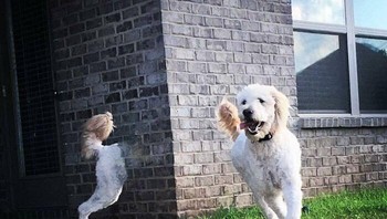 Satu anjing terlihat seperti dua makhluk aneh setelah panorama gagal menyatukan momen gerakan. Foto: Boredpanda