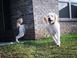 Niat Foto Panorama Epik, Hasilnya Absurd dan Bikin Ngakak