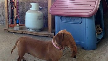 Saat foto panorama gagal, tubuh anjing ini terlihat seperti ditarik memanjang ke arah yang tak masuk akal, seperti ada belalai layaknya gajah. Foto: Boredpanda
