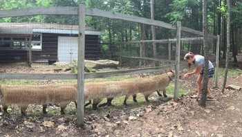 Alih-alih rapi, panorama kandang hewan ini justru membuat tubuh tampak memanjang ekstrem. Foto: Boredpanda