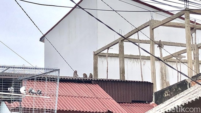 Kawanan Monyet Liar Masuk Permukiman Warga di Palembang