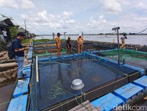 77.240 Ton Ikan Tambak Siap Panen di Batola Mati Mendadak, Kerugian Rp 2,7 M