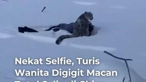 Video Turis Digigit Macan Tutul Salju di China gegara Nekat Selfie