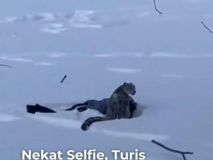 Video Turis Digigit Macan Tutul Salju di China gegara Nekat Selfie