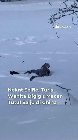 Video Turis Digigit Macan Tutul Salju di China gegara Nekat Selfie