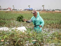 Panen Rezeki Saat Banjir, Kangkung Rawa Bermunculan di Bekasi