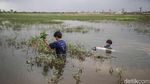 Panen Rezeki Saat Banjir, Kangkung Rawa Bermunculan di Bekasi