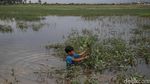 Panen Rezeki Saat Banjir, Kangkung Rawa Bermunculan di Bekasi