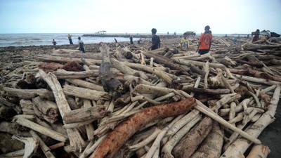 Pantai Utara Tegal Dipenuhi Kayu Gelondongan Usai Banjir Bandang