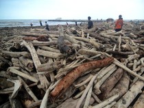 Pantai Utara Tegal Dipenuhi Kayu Gelondongan Usai Banjir Bandang