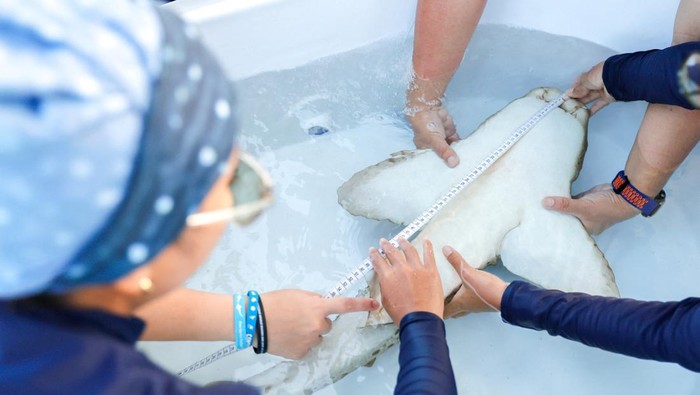 Hiu Macan Tutul Dilepas ke Alam, Upaya Thailand Jaga Ekosistem Laut