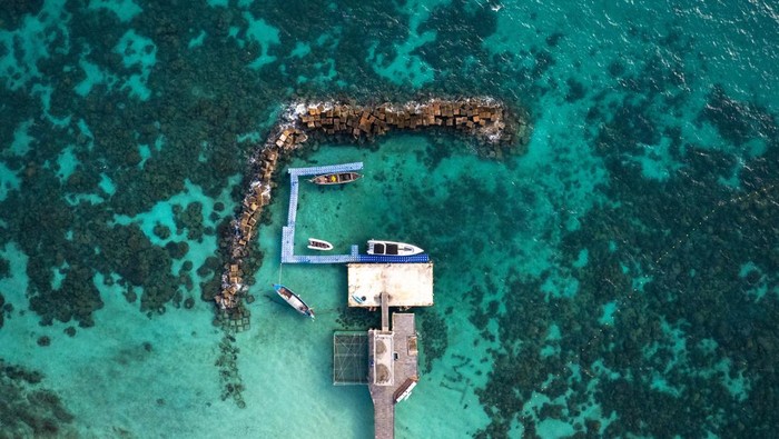 Hiu Macan Tutul Dilepas ke Alam, Upaya Thailand Jaga Ekosistem Laut