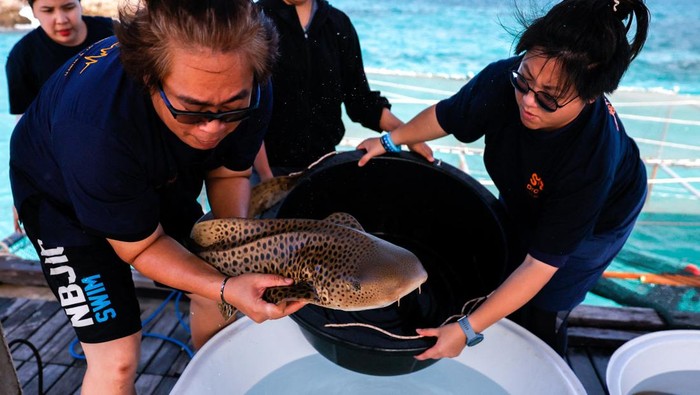 Hiu Macan Tutul Dilepas ke Alam, Upaya Thailand Jaga Ekosistem Laut