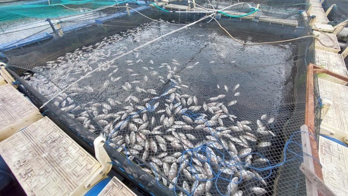 Ribuan ikan tambak di Barito Kuala mati mendadak.