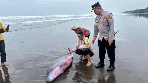 Seekor paus sperma kerdil saat ditemukan terdampar di pesisir Pantai Tembles, Desa Penyaringan, Kecamatan Mendoyo, Jembrana, Bali, Selasa (27/1/2026). (Polres Jembrana)