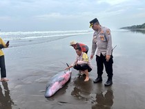 Paus Sperma Kerdil Terdampar di Pantai Tembles Jembrana