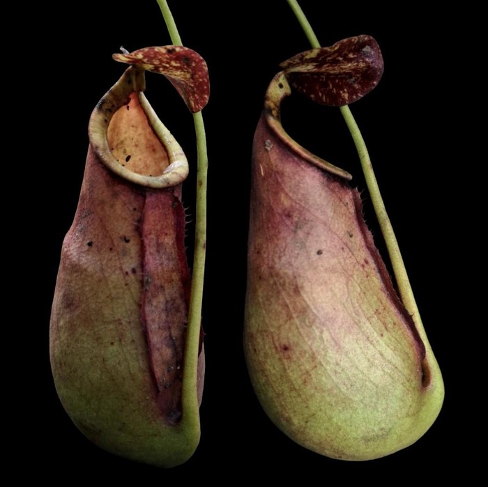 Spesies baru kantong semar yang ditemukan di Mempawah, Kalbar