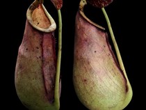 Ada Spesies Baru Kantong Semar Bertaring di Kalbar