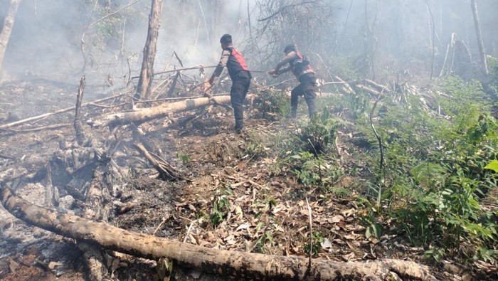 Kebakaran Hutan Landa Pegunungan Bona Lumban Tapteng, Api Berhasil Dipadamkan
