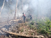 Kebakaran Hutan Landa Pegunungan Bona Lumban Tapteng, Api Berhasil Dipadamkan