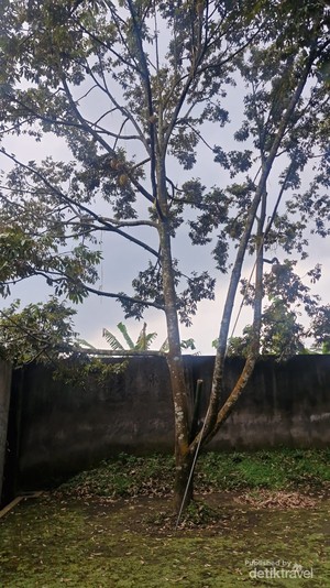 Serunya Berburu Durian yang Lagi Musim di Salatiga