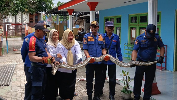 Ngeri, Plafon Gedung TK di Bangkalan Jadi Sarang Ular Piton