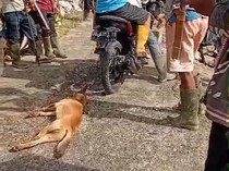 4 Orang di Enrekang Digigit Anjing Liar, 1 Siswa SD Luka di Kepala