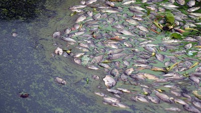 Angin Kencang Picu Kematian Massal Ikan Karamba di Danau Maninjau
