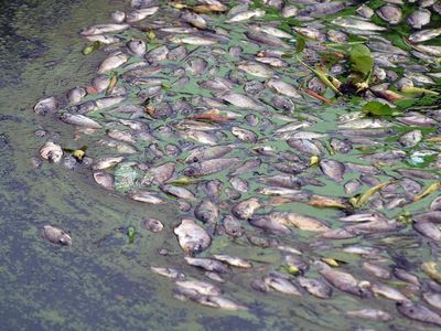 Angin Kencang Picu Kematian Massal Ikan Karamba di Danau Maninjau