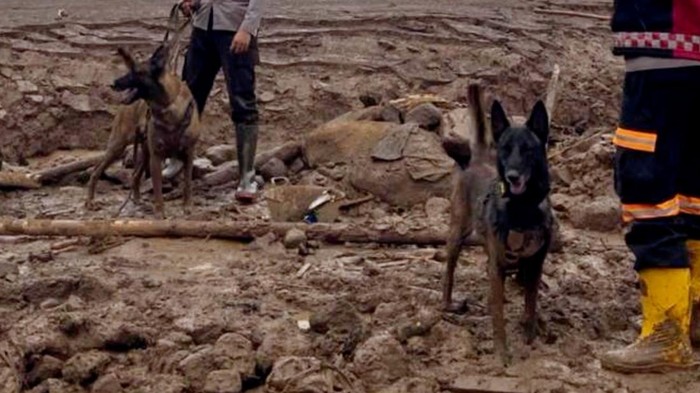 Boyka dan Aigo anjing K-9 andalan Polda Jabar dalam melakukan pencarian korban longsor di Cisarua, Bandung Barat