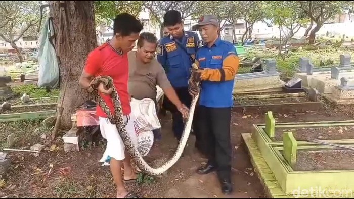 Hiii! Ular Sanca 3 Meter Berkeliaran di Makam Pasuruan