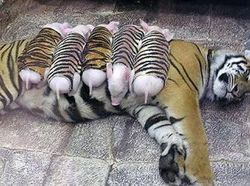 Foto-Foto yang Pernah Viral Ternyata Punya Cerita Berbeda dari Klaimnya