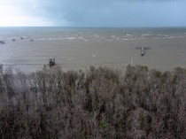 Jaga Mangrove, Program Karbon Biru Nasional Menyasar Pesisir Jateng