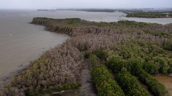 Kondisi sejumlah pohon bakau yang meranggas di pesisir Desa Bedono, Kecamatan Sayung, Kabupaten Demak, Jawa Tengah, Rabu (28/1/2026). Kementerian Kelautan dan Perikanan menetapkan 16 kabupaten/kota di kawasan pantai utara dan selatan Jawa Tengah seba