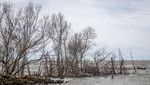 Jaga Mangrove, Program Karbon Biru Nasional Menyasar Pesisir Jateng