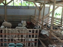 Harga Kambing di Pangandaran Anjlok, Peternak Mengeluh Rugi Biaya Pakan