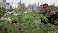 Seorang warga Kelurahan Pasar Manggis, Suryana (56) memanfaatkan lantai atap (rooftop) rumahnya seluas 90 meter persegi di Jalan Menteng Atas, Setiabudi, Jakarta Selatan, sebagai lokasi pertanian perkotaan (urban farming).