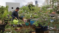 Lebih dari 20 jenis tanaman seperti asam jawa, kangkung, nangka, terong dan bidara cina ia budidayakan menggunakan pot atau polybag.